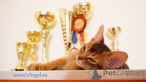 Дополнительные фото: Клубные абиссинские котята