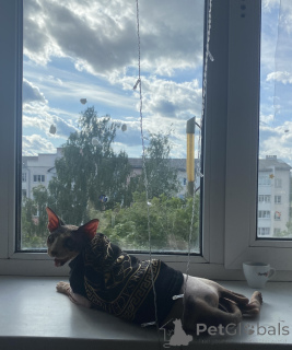 Фото №2 к объявлению №147111 о продаже  - купить в Беларуси частное объявление