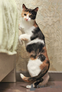 Фото №4. Продам  в Москова частное объявление - цена Бесплатно