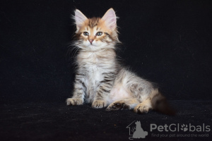 Дополнительные фото: Сибирские котята.