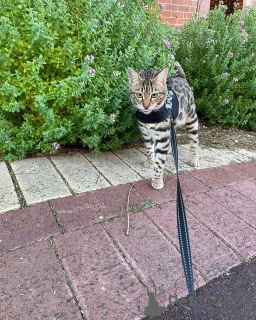 Фото №1. бенгальская - купить в Оленя за 69575₽. Объявление №152776