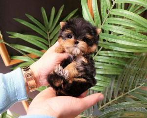 Фото №2 к объявлению №163955 о продаже беспородную - купить в США заводчик