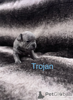 Фото №3. Щенки французского бульдога, зарегистрированные в KC..  Нидерланды