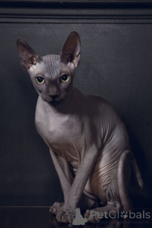 Фото №2 к объявлению №158829 о продаже бамбино - купить в Германии из приюта, заводчик