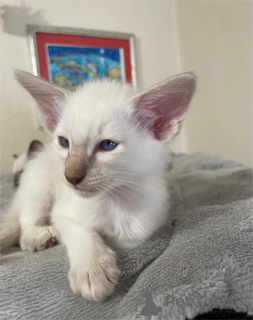 Фото №1. балинезийская (балийская) - купить в Ingolstadt за 32468₽. Объявление №154588