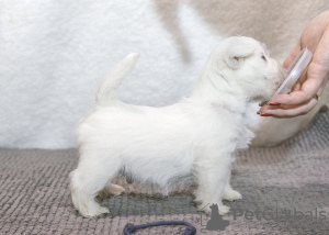 Дополнительные фото: Питомник предлагает щенков west highland white terrier