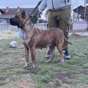 Фото №3. Продаются щенки канарио (канарская собака), высшая родословная..  Сербия