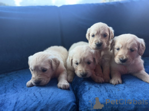 Фото №1. золотистый ретривер - купить в Беннас за договорная. Объявление №166030