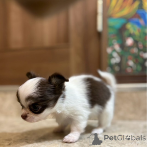 Фото №2 к объявлению №151223 о продаже чихуахуа - купить в Германии частное объявление