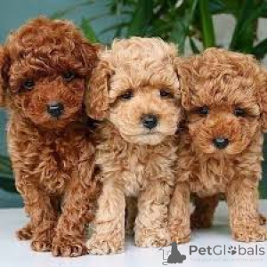 Фото №1. пудель (той) - купить в Антверпен за 64937₽. Объявление №164105