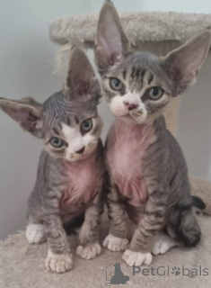 Фото №3. Три прекрасных брата и сестра. Германия