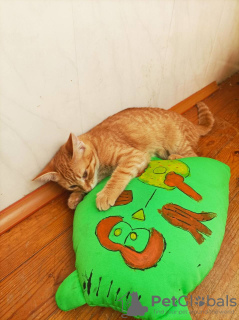 Фото №3. Рыжая кошечка котенок Апельсинка в поисках семьи!. Беларусь