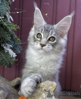 Фото №1. мейн-кун - купить в Аарберген за 88129₽. Объявление №161415