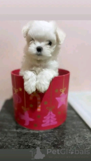 Фото №2 к объявлению №138969 о продаже мальтийскую болонку - купить в США частное объявление, заводчик