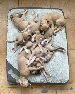 Фото №1. уиппет - купить в Бофорт за договорная. Объявление №158223