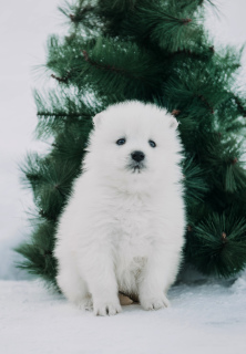 Фото №2 к объявлению №4660 о продаже самоедскую собаку - купить в России из питомника