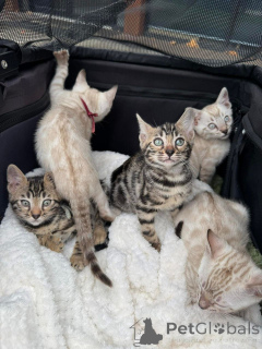 Фото №1. бенгальская - купить в Монтре за 69575₽. Объявление №152744