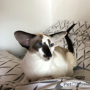 Фото №2 к объявлению №138625 о продаже сейшельская - купить в Венгрии заводчик