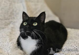 Фото №2 к объявлению №157452 о продаже  - купить в Беларуси частное объявление