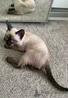 Фото №1. сиамская - купить в Зальцбург за договорная. Объявление №154320