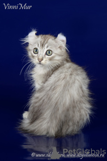 Дополнительные фото: Котенок редкой породы американский кёрл.