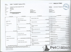 Фото №2 к объявлению №57521 о продаже кавалер-кинг-чарльз-спаниеля - купить в Польше частное объявление