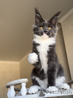 Фото №4. Продам мейн-куна в Эттельбрюк частное объявление - цена договорная