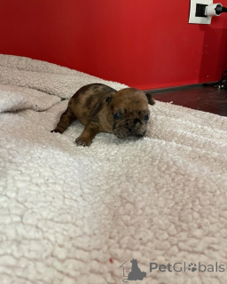 Фото №3. Буледог французский уникальный 2500.  Франция