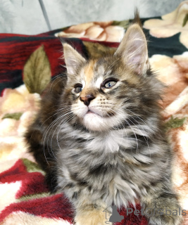 Фото №2 к объявлению №135261 о продаже мейн-кун - купить в России частное объявление, из питомника, заводчик