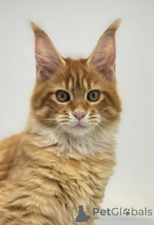 Фото №2 к объявлению №161312 о продаже мейн-кун - купить в России из питомника