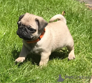 Фото №3. Cute pug puppies available for free adoption.  Германия