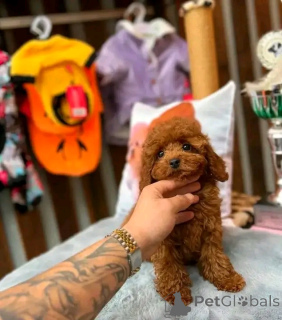 Фото №2 к объявлению №139155 о продаже пуделя (той) - купить в США заводчик