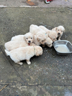 Фото №3. Щенки золотистого ретривера.  США