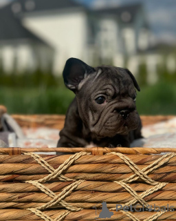 Фото №2 к объявлению №156370 о продаже французского бульдога - купить в Германии из приюта, заводчик