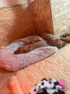 Фото №2 к объявлению №159522 о продаже золотистого ретривера - купить в США частное объявление