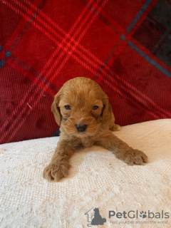 Фото №3. Beautiful Cavapoo Puppies For free adoption.  Германия