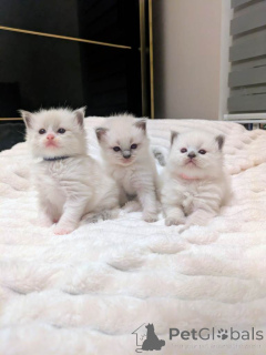 Фото №1. рэгдолл - купить в Флорида Сити за 79084₽. Объявление №161381