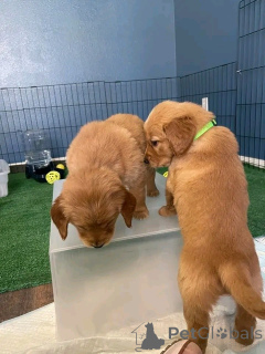 Фото №2 к объявлению №165852 о продаже золотистого ретривера - купить в Люксембурге частное объявление