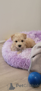 Фото №1. мальтипу - купить в Гамбург за 83490₽. Объявление №150147