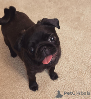 Фото №3. Мопс щенки.  Швейцария