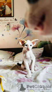 Фото №4. Продам ориентальную кошку в Haifa из питомника - цена договорная