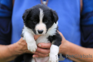 Фото №3. Adorable Border Collie puppies for free adoption.  Германия