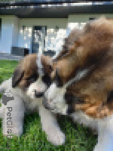 Дополнительные фото: Московская сторожевая собака с родословной - щенки