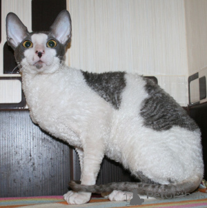 Фото №3. Авантюрные котята корниш-рекса. Черногория