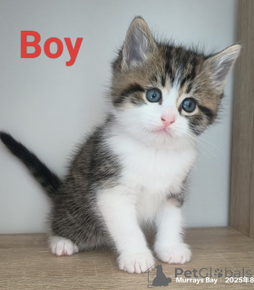 Фото №2 к объявлению №151105 о продаже шотландская вислоухая (скоттиш фолд) - купить в Новой Зеландии заводчик