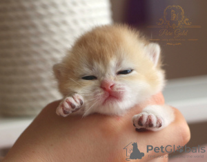 Дополнительные фото: British kittens golden chinshilas