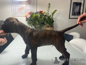 Фото №2 к объявлению №137195 о продаже беспородную - купить в Австрии заводчик