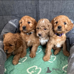 Фото №2 к объявлению №149697 о продаже беспородную - купить в Германии частное объявление