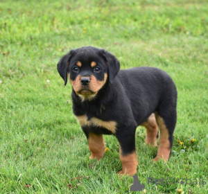 Фото №1.  - купить в Айзлинген за 44934₽. Объявление №161157