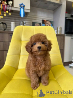 Фото №1.  - купить в Амберг за 37107₽. Объявление №159556